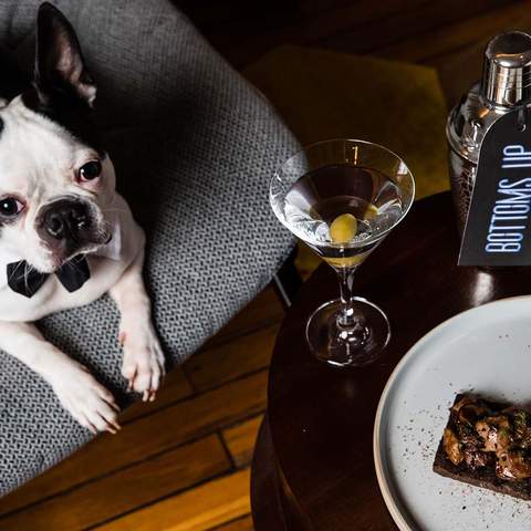 You Can Now Take Your Pooch for an Indulgent Sleepover at QT's Australian and New Zealand Hotels