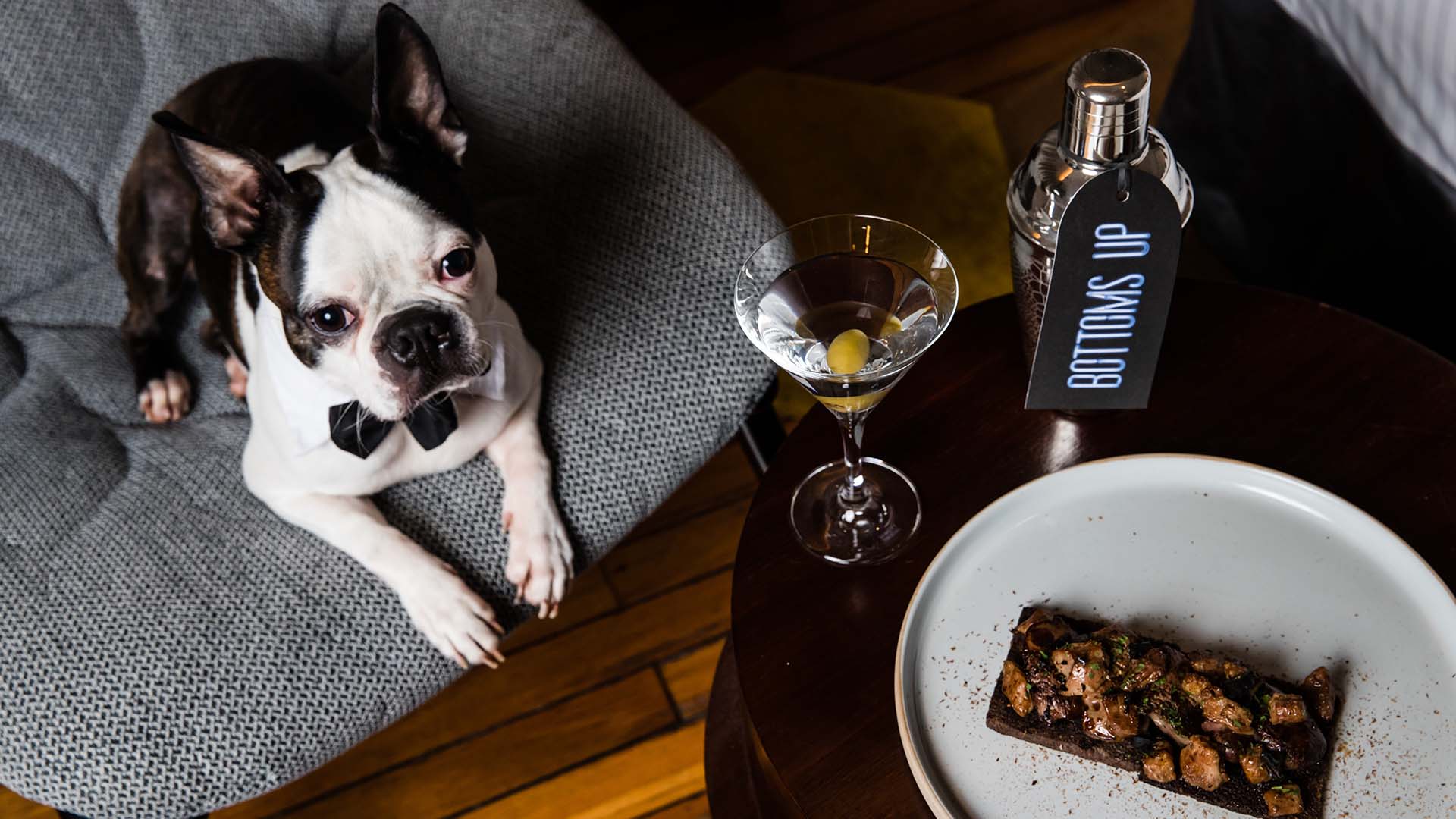 You Can Now Take Your Pooch for an Indulgent Sleepover at QT's Australian and New Zealand Hotels