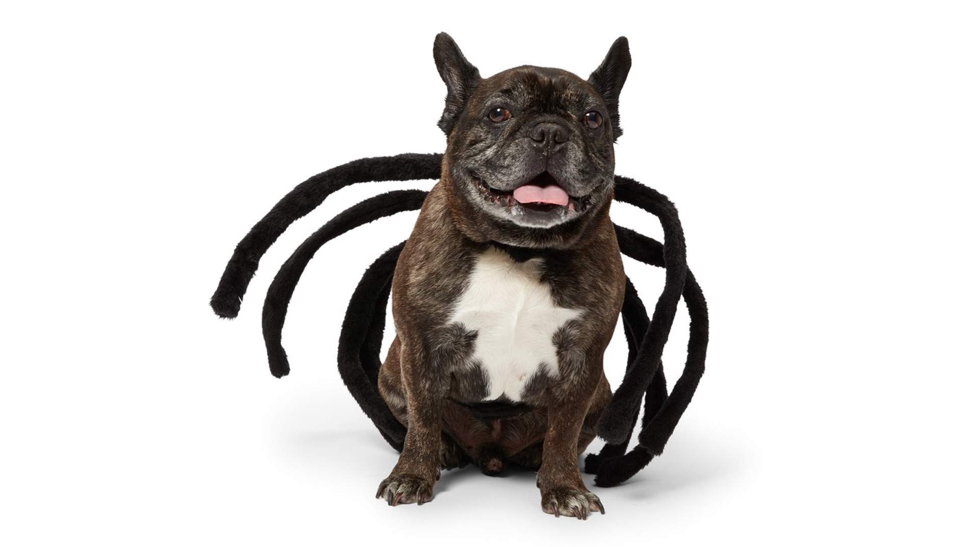 Big W Has Launched an Affordable New Range of Halloween-Themed Petwear for Hair-Raising Hounds