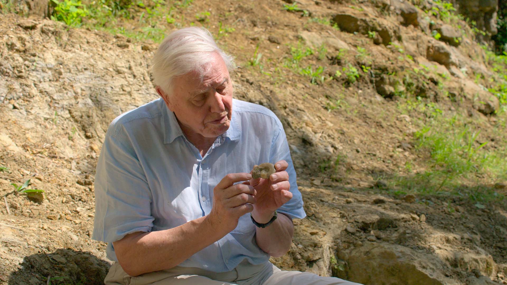 David Attenborough's New Nature Documentary 'A Life On Our Planet' Is Coming to Your Streaming Queue
