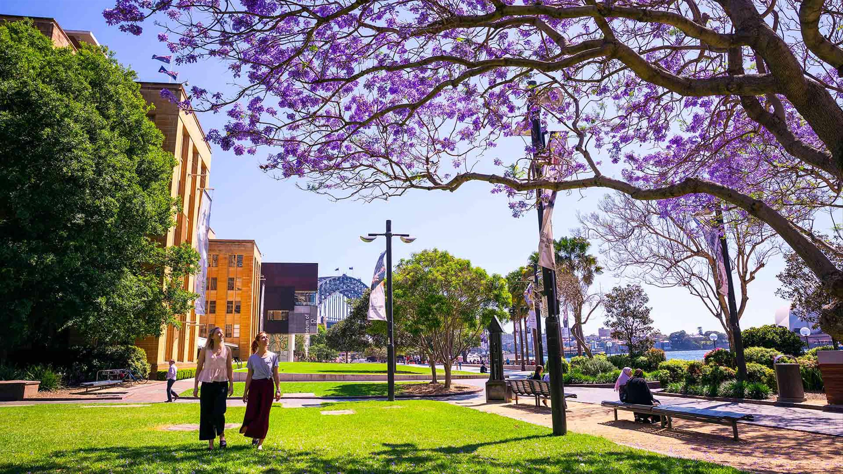 The Best Places to See Sydney's Jacarandas Bloom This Spring
