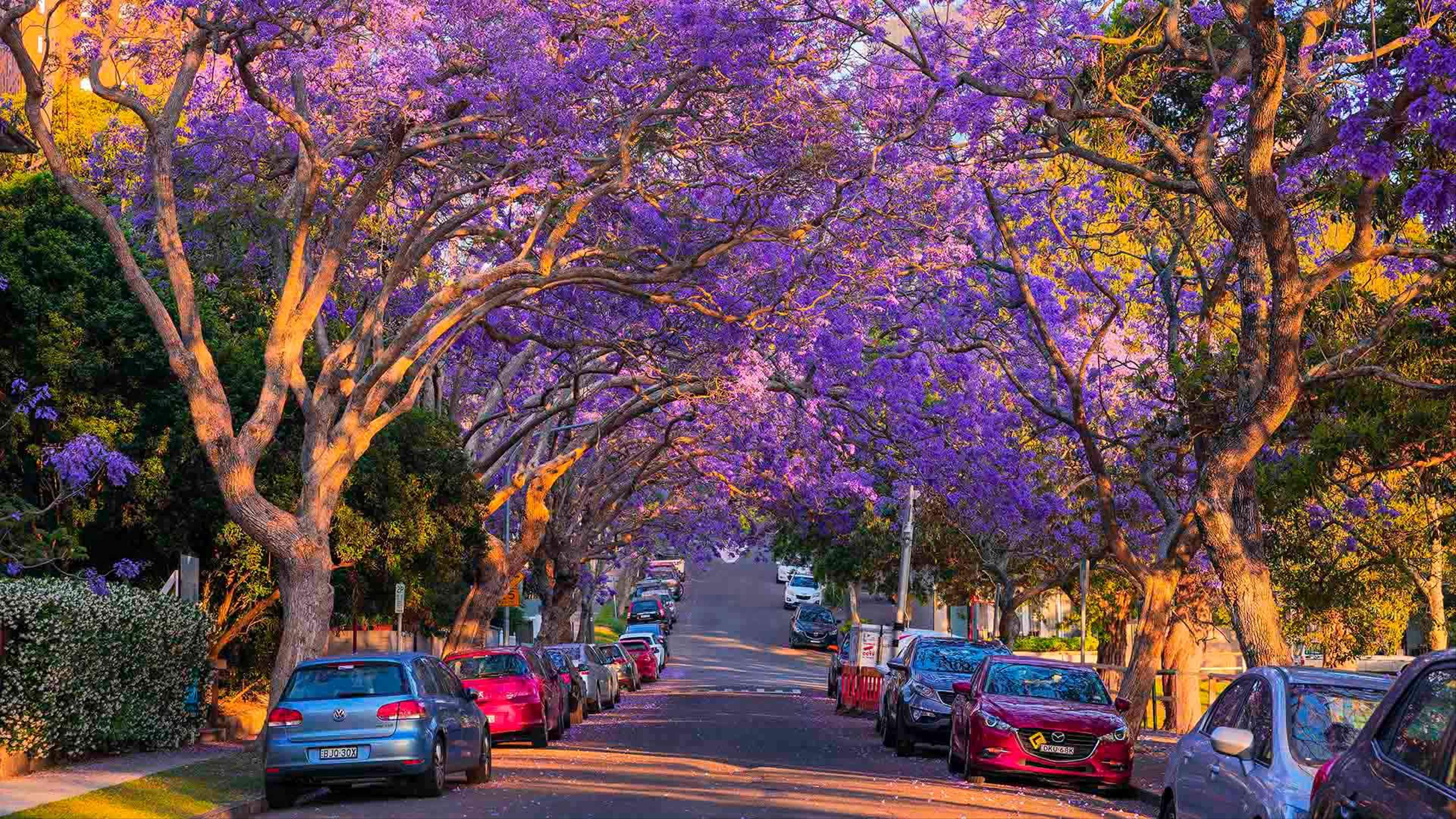The Best Places to See Sydney's Jacarandas Bloom This Spring