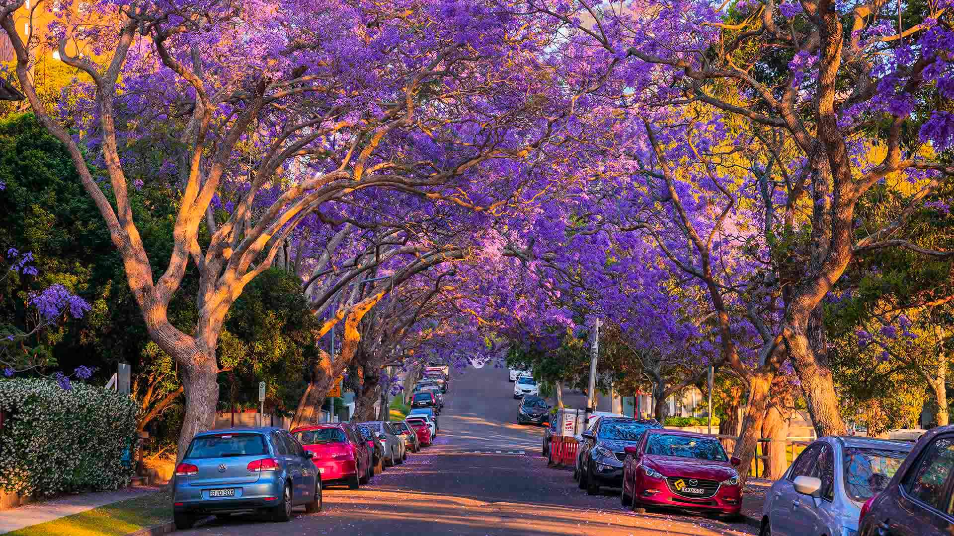 Sydney Is About to Be Shrouded in Purple Flowers as ...