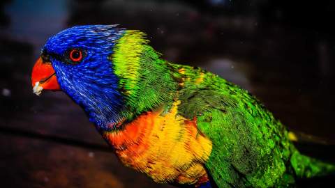 The Aussie Backyard Bird Count Is Your New Excuse to Stare at Nature in Your Street or Local Park