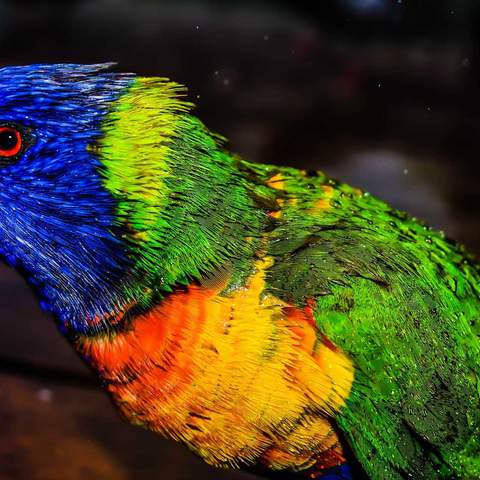 The Aussie Backyard Bird Count Is Your New Excuse to Stare at Nature in Your Street or Local Park