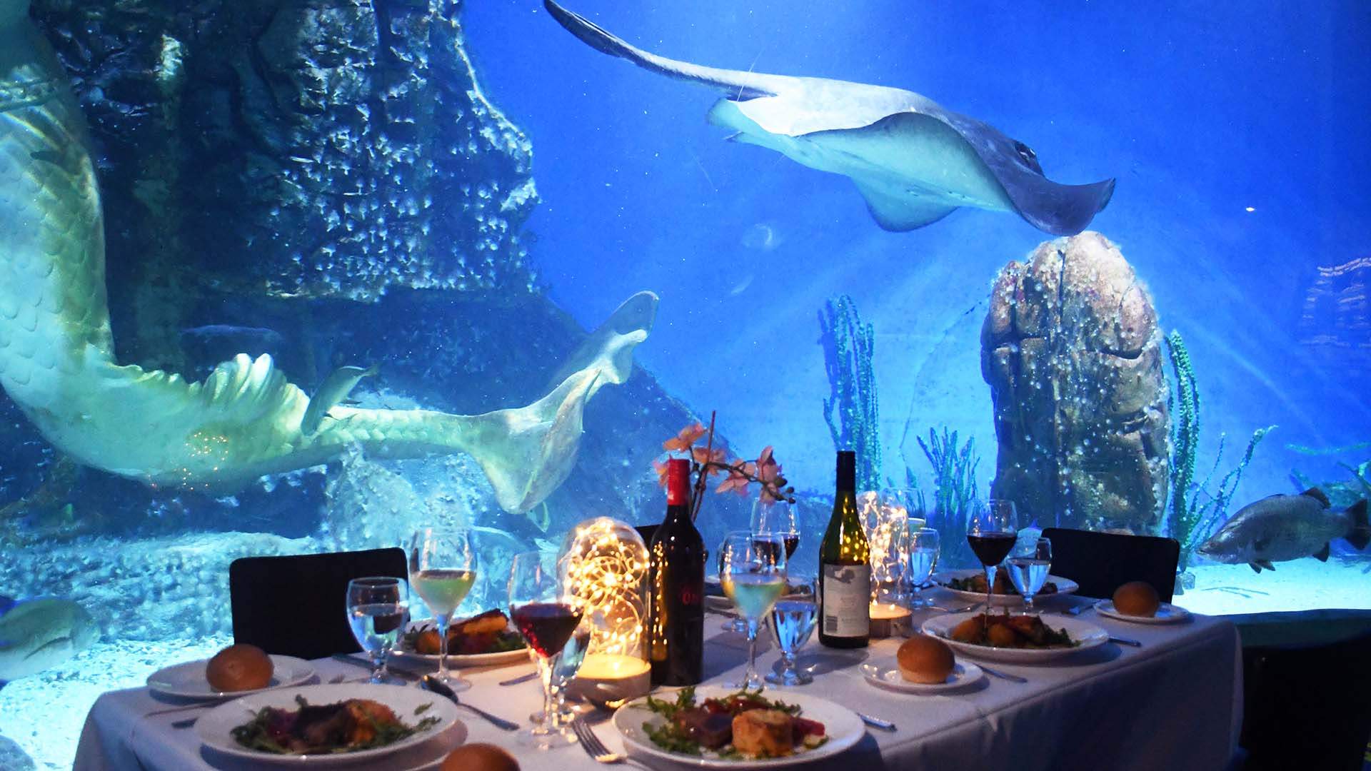 Sea Life's Dining Under the Sea Concrete Playground