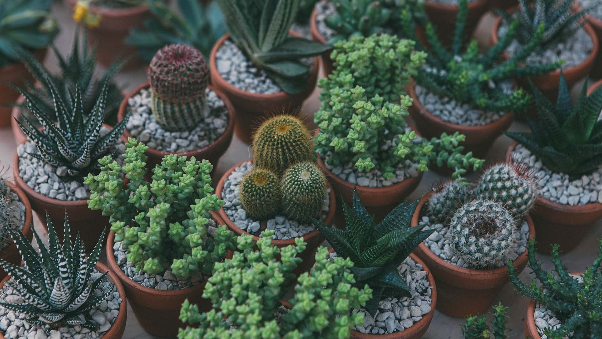 The Plant Lovers' Market