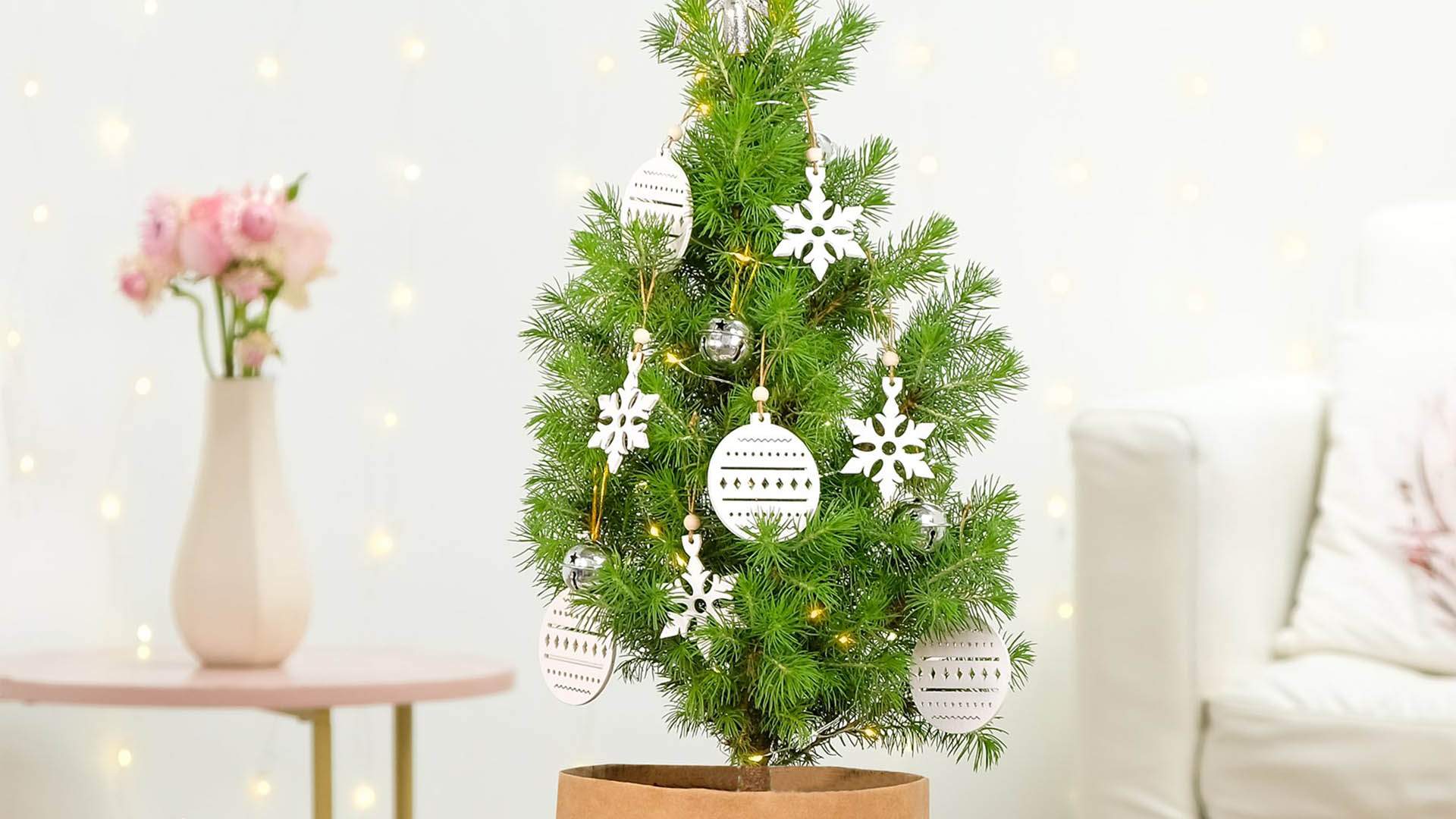 You Can Get Floraly's Adorable Tiny Living Christmas Trees Delivered to Your Door This Festive Season