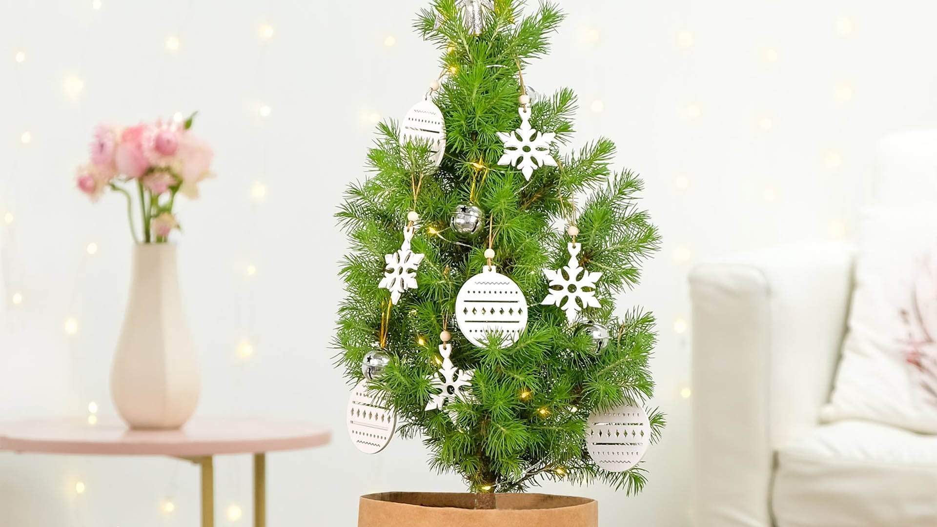 Floraly Is Delivering Its Tiny Living Christmas Trees to Your Door This Festive Season