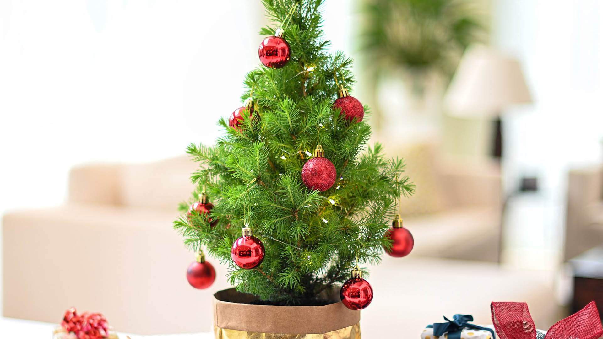 Floraly Is Delivering Its Tiny Living Christmas Trees to Your Door This Festive Season