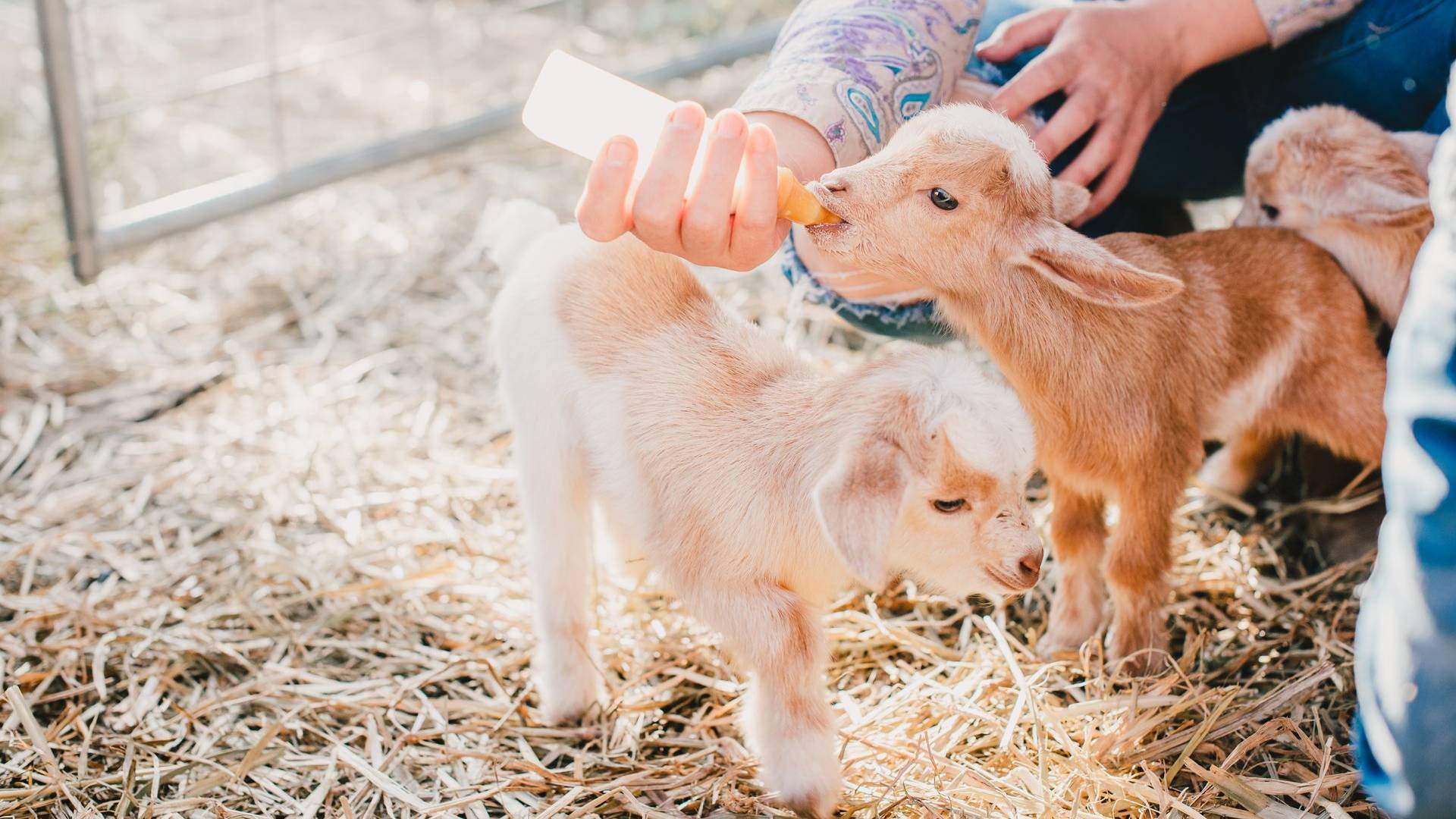 Feeding a baby goat at Splitter Farm