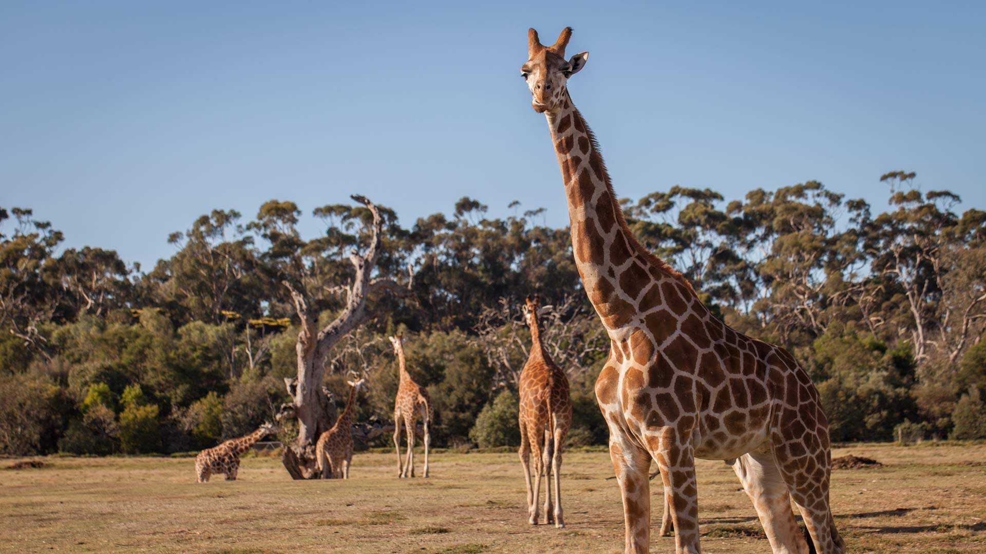 Victoria's Werribee Open Range Zoo Will