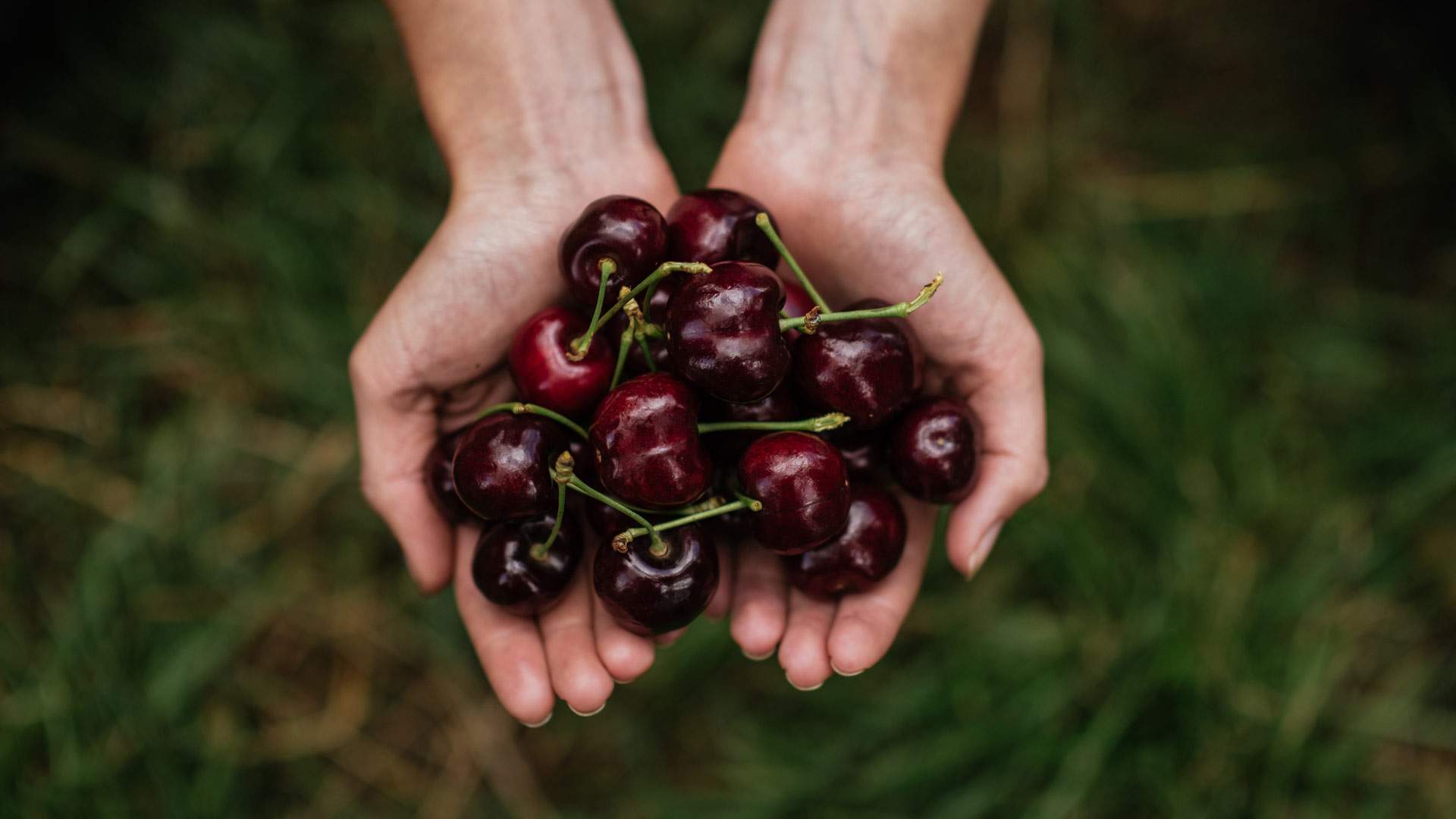 Pick Your Own Cherries