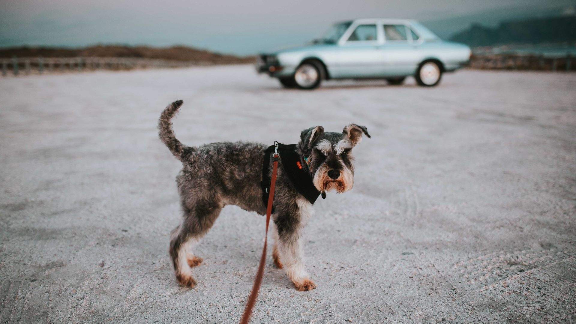 Dog-Friendly Places to Stop on a Perth to Esperance Road Trip With Your Best Furry Friend