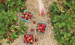Five Places Where You Can Pick Your Own Summer Berries Near Wellington