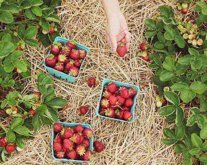 Five Places Where You Can Pick Your Own Summer Berries Near Wellington