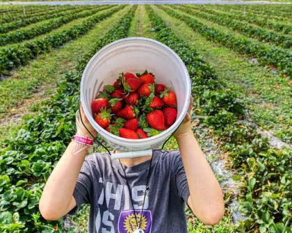 Six Places Where You Can Pick Your Own Summer Berries in Auckland