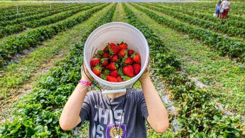 Six Places Where You Can Pick Your Own Summer Berries in Auckland