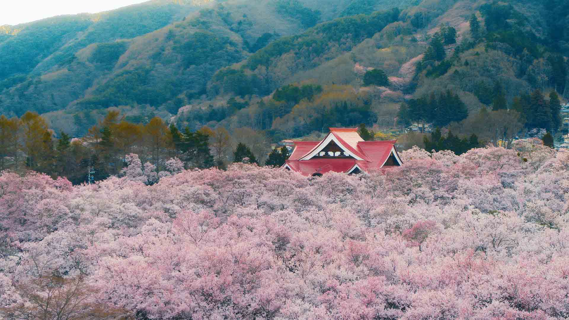 SBS's Soothing New Doco Series Gets Famous Actors to Narrate Everything From Nature to Noodles