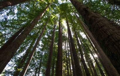 Background image for Eight Unexpected Natural Wonders to Visit Around Victoria