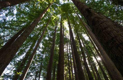Eight Unexpected Natural Wonders to Visit Around Victoria
