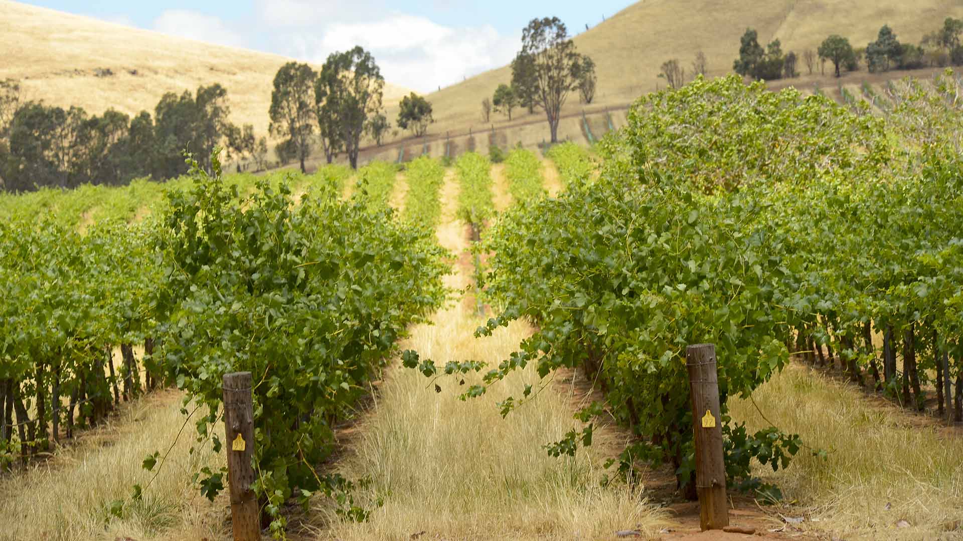 SA Is Reopening Its Borders to Greater Sydney If You're Keen for a Wine-Fuelled Holiday