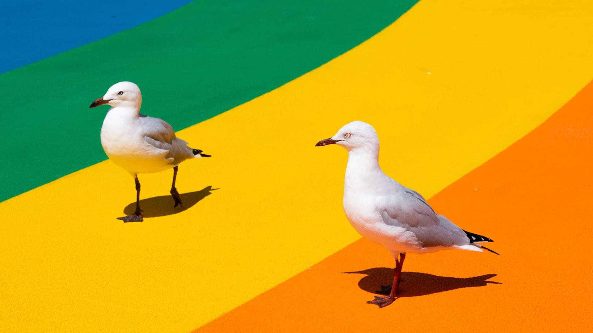 Coogee Has Welcomed a New Beachside Rainbow Walkway to Celebrate Mardi Gras