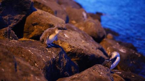 St Kilda's Pier Breakwater and Hugely Popular Penguin Parade Have Finally Reopened