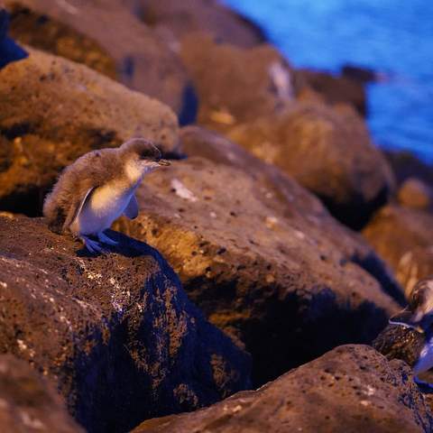 St Kilda's Pier Breakwater and Hugely Popular Penguin Parade Have Finally Reopened