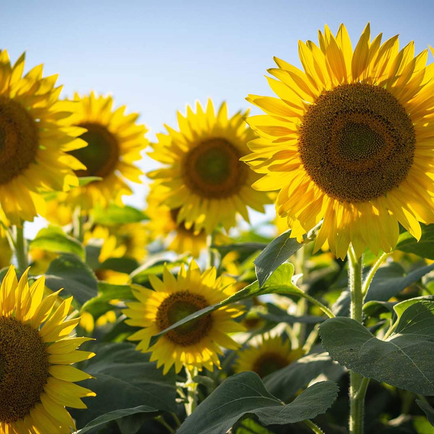 Sunflower Fields Brisbane 2019 Best Flower Site