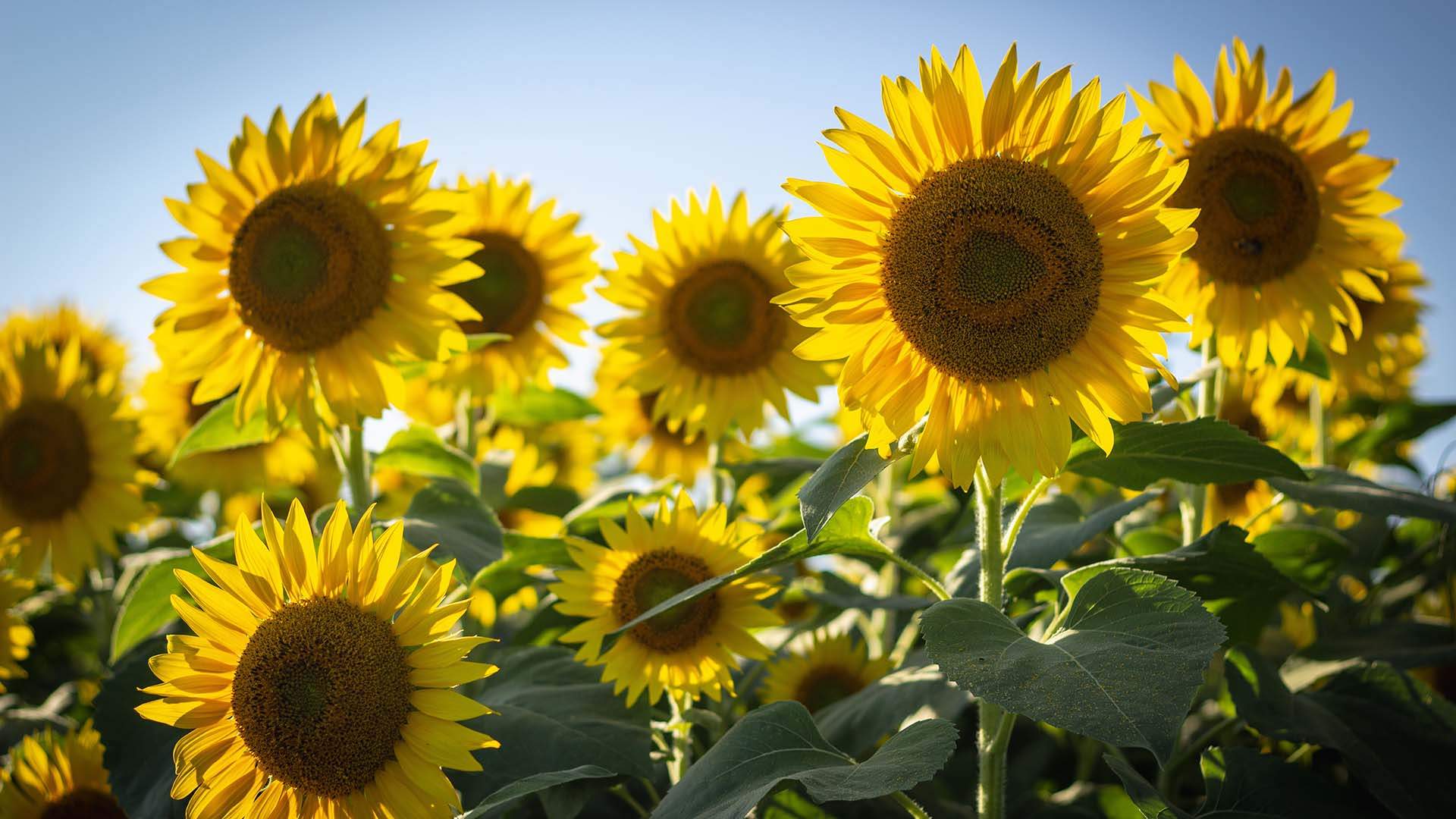 Kalbar Sunflower Festival 2023 Concrete Playground   Sunflowers Unsplash Bonnie Kittle 1920x1080 