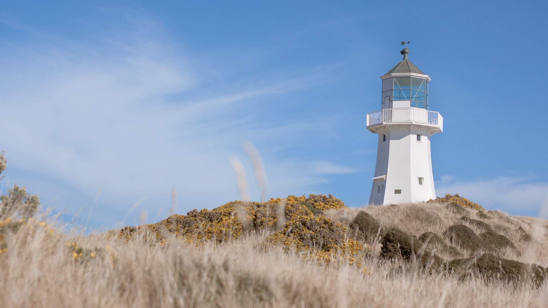 Four of the Best Coastal Walks in Wellington