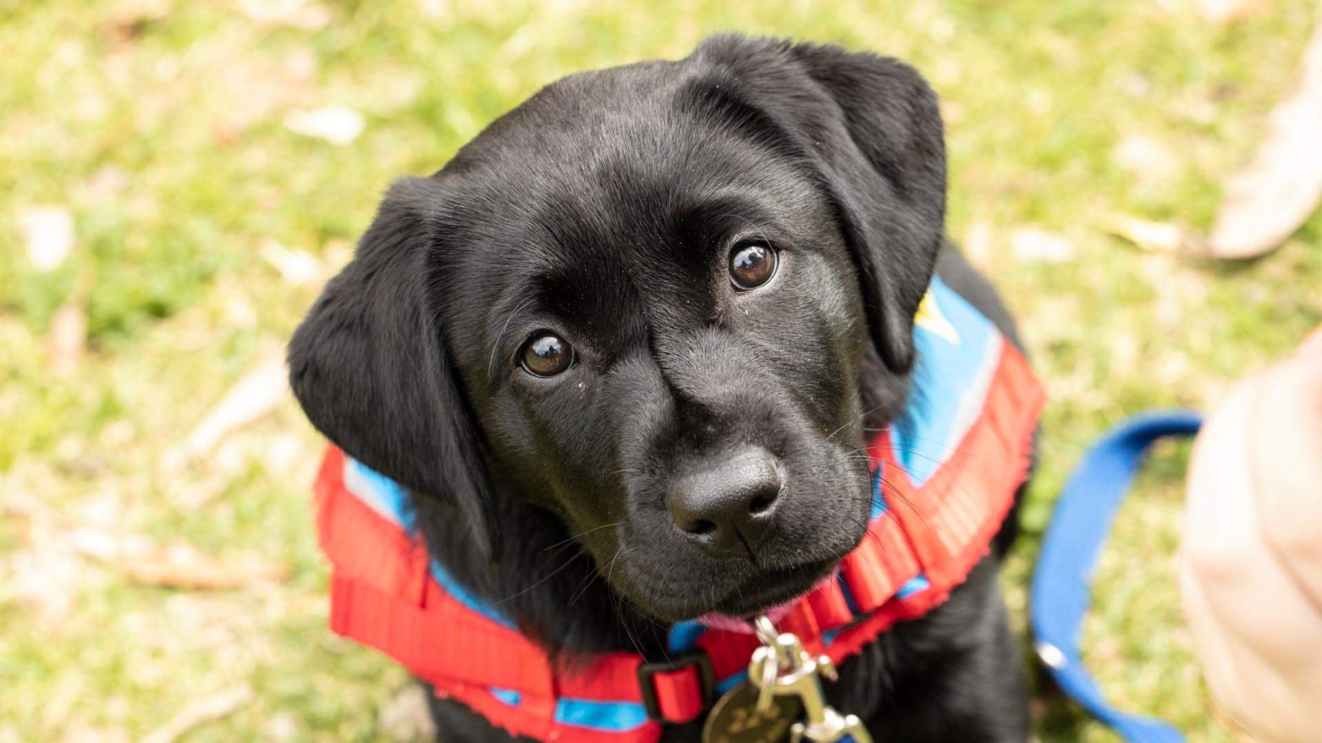 Assistance Dogs Australia Needs You to Look After These Fresh New Pups ...