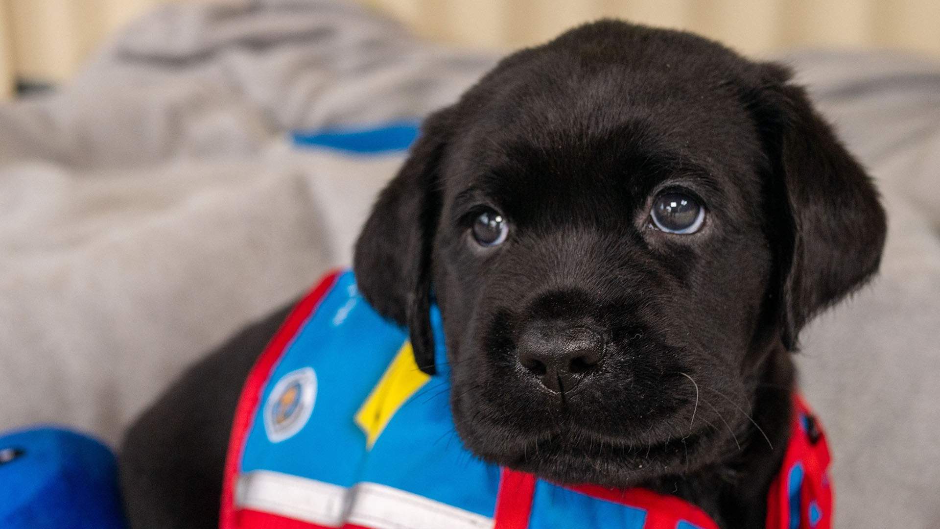 Assistance Dogs Australia Needs You to Look After These Fresh New Pups