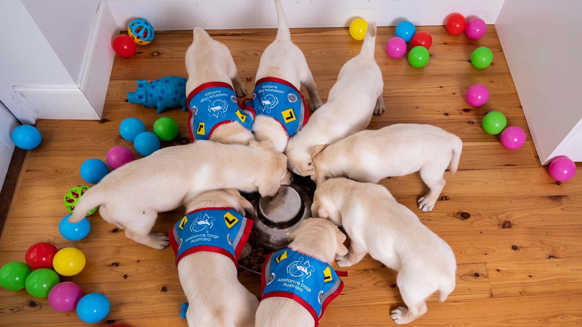 Assistance Dogs Australia Needs You to Look After These Fresh New Pups