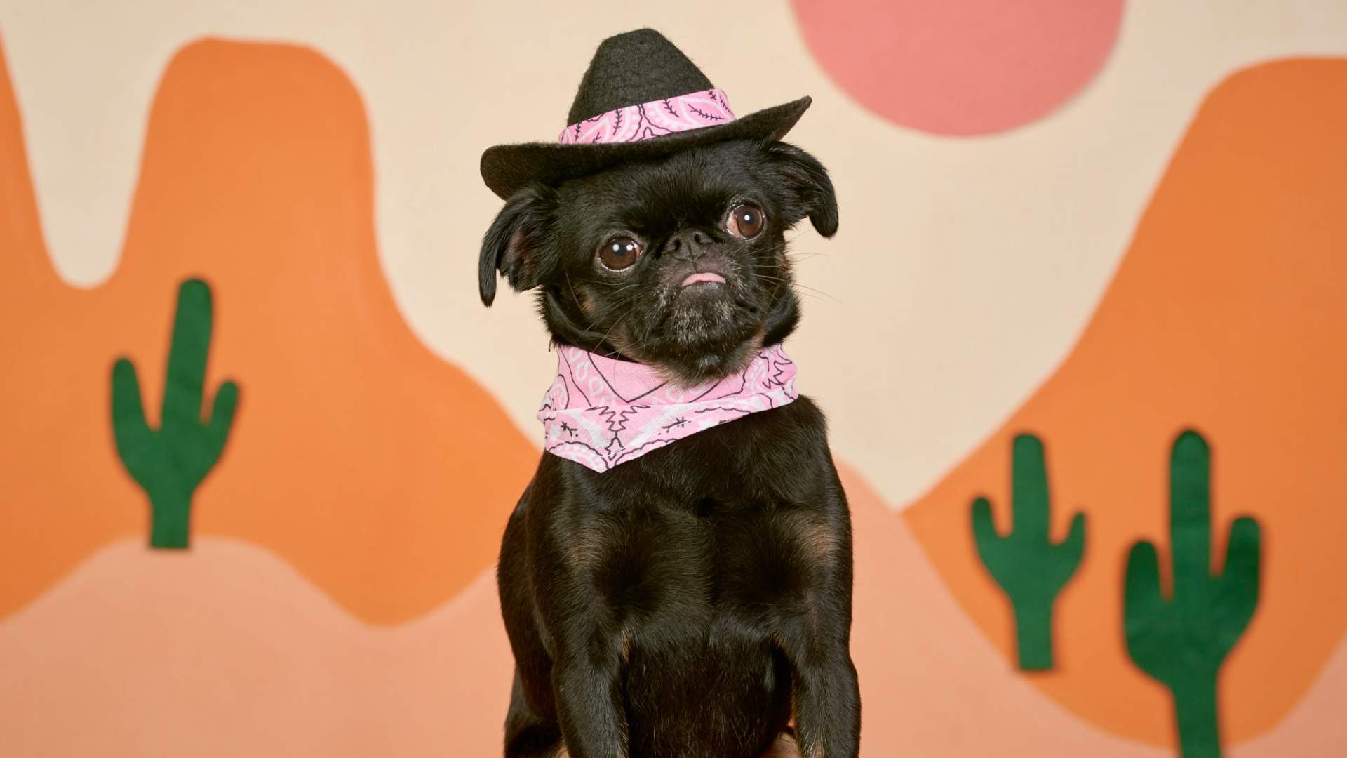 Dog Photog Cowboys Pop-Up