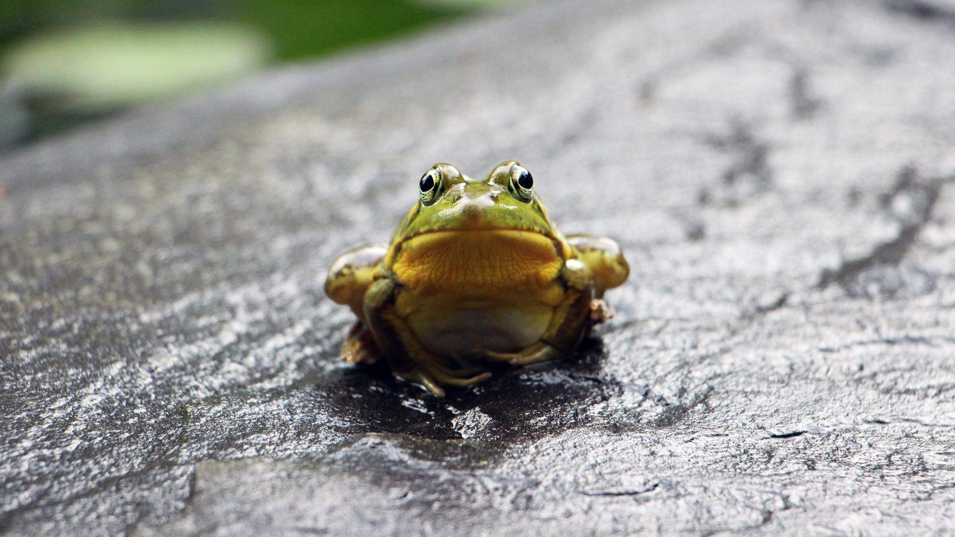 You Can Now Help Save Endangered Frogs By Eating Your Way Through a Bag of Freddos