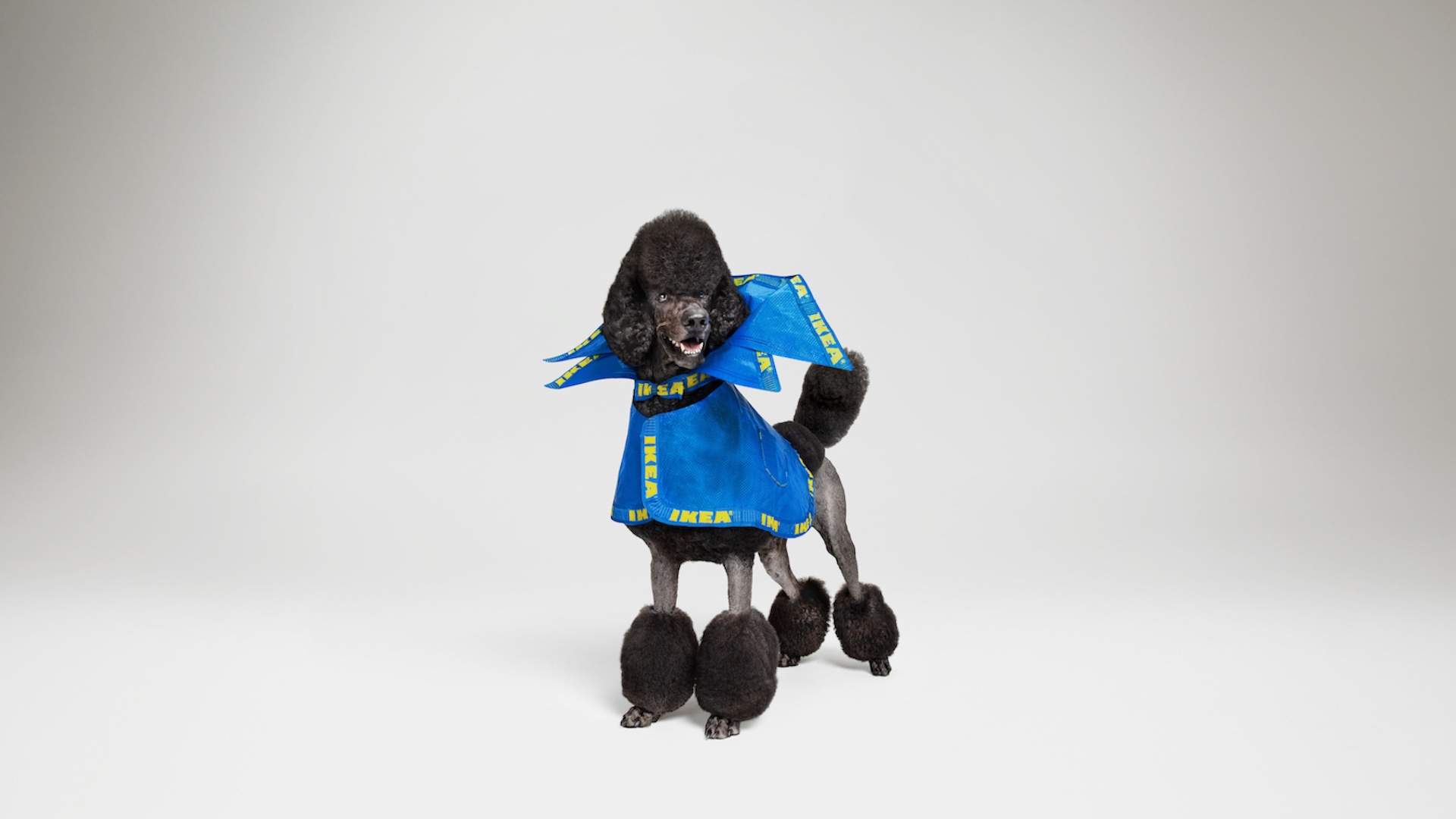 IKEA Wants You to Turn Its Iconic Blue Shopping Bags Into Outfits for Your Dog