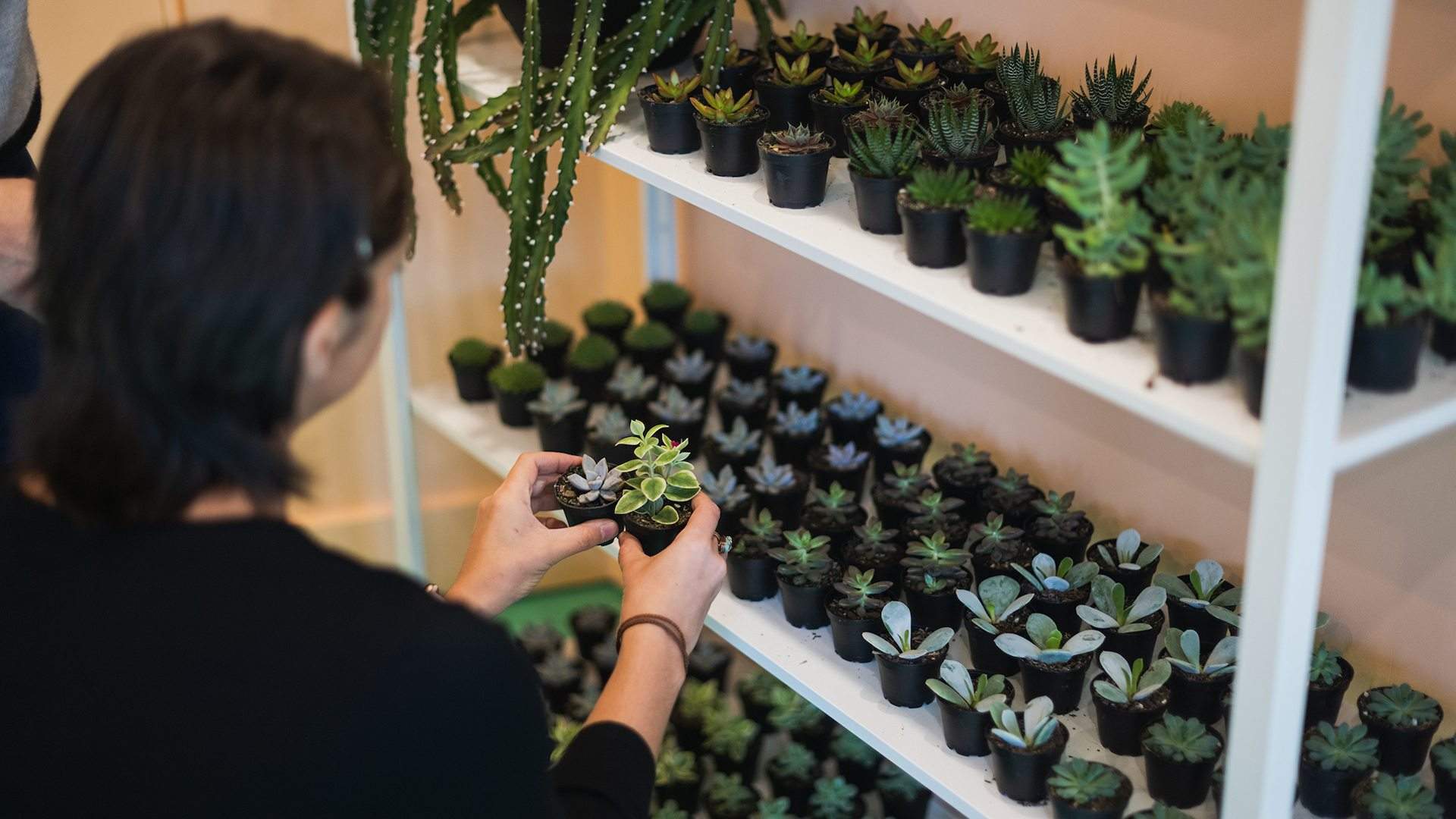 Little Succers Has Opened a Permanent Succulent Studio and Build-Your-Own Terrarium Bar