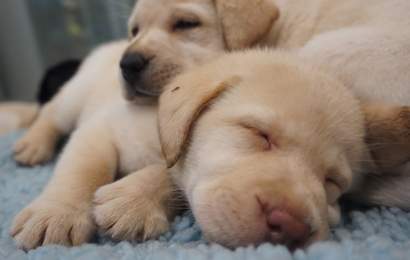 Background image for Vision Australia Needs You to Look After These Fresh New Pups