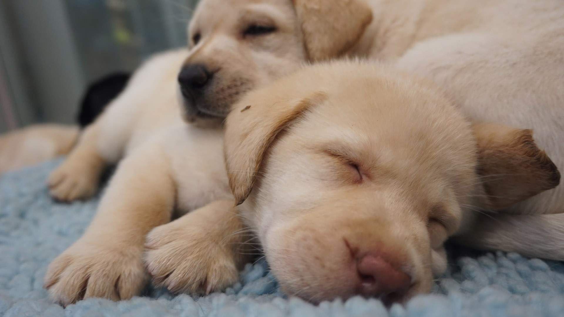 Vision Australia Needs You to Look After These Fresh New Pups