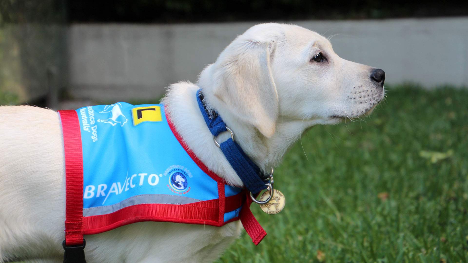 Assistance Dogs Australia Wants You To Name One of Its Super Cute Puppies