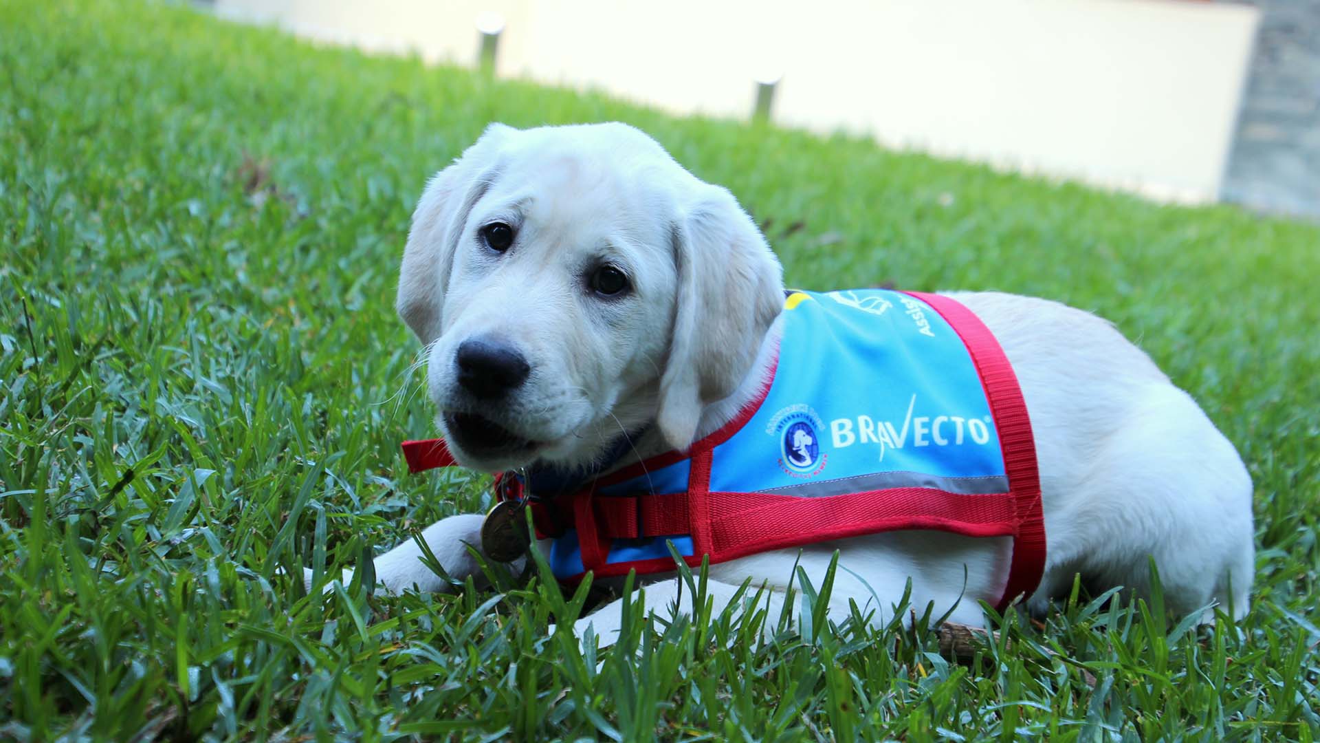 Assistance Dogs Australia Wants You To Name One of Its Super Cute Puppies