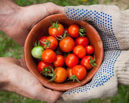 Potager