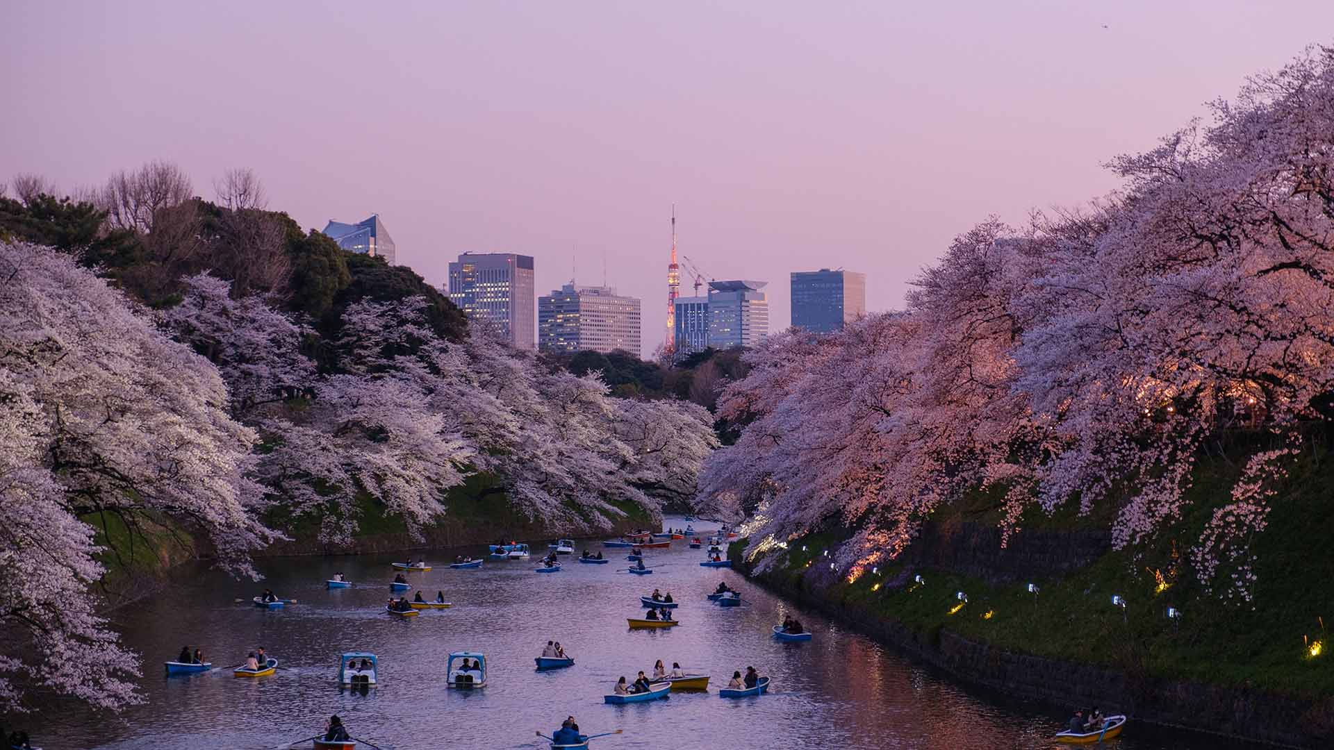 Jet Set Japan: Standout Eats, Traveller's Tips and a Slice of Japan in Australia