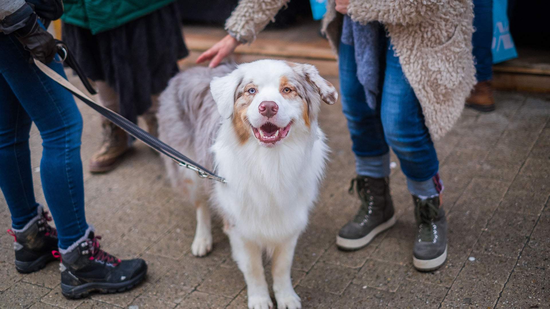 Dog's Day Out at The Gasometer