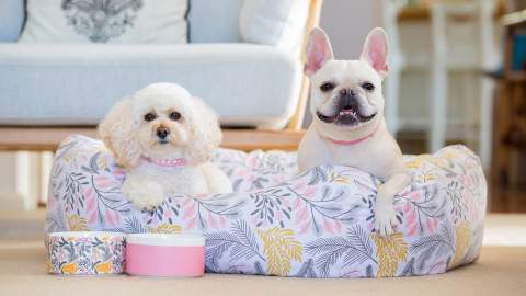 Gifts to Buy for Your Fur Baby Because You Just Can't Help Yourself