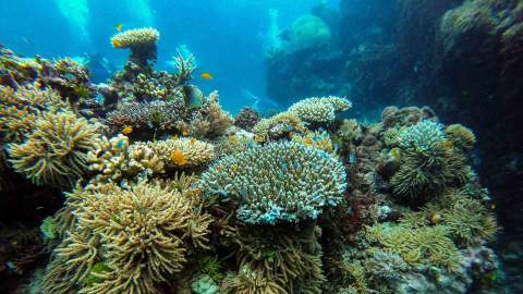 UNESCO's World Heritage Committee Says the Great Barrier Reef Should Be Considered 