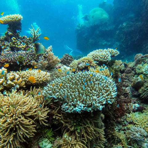 UNESCO's World Heritage Committee Says the Great Barrier Reef Should Be Considered 