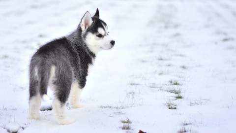 Top Dog Film Festival 2021